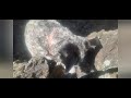 Lava Beds!!!