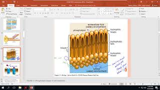 AP Bio Cell Structure and Transport Notes AP Bio Cell Structure and Transport Notes