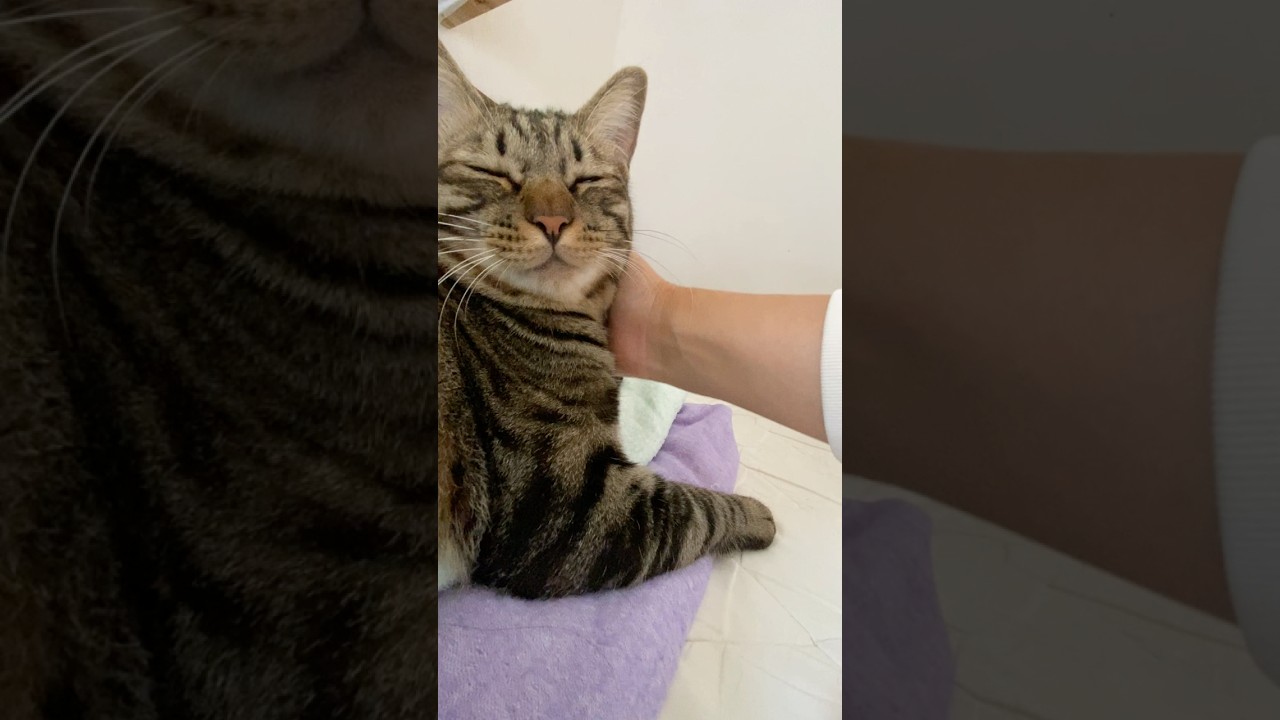 お昼寝ゴロゴロとらじ。おやすみ。 #猫 #cat #寝る猫 #shorts