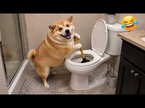 When God Sends You These Crazy Pets 😹🐶 - The Best Funny Animal Moments Ever | You’ll Cry Laughing 😂🤣