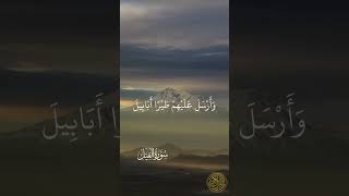 Surat Al-Fil Islam Sobhi I ​سورة الفيل القارئ اسلام صبحي