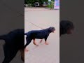 # short video kutta👍👍👍👍