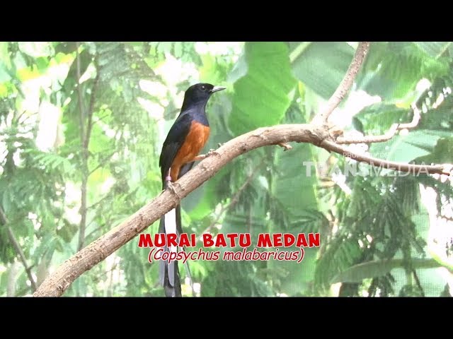 SI OTAN | PESONA MURAI BATU (11/01/18) - PART 1 class=