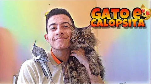 Como fazer um gato se acostumar com um passarinho?