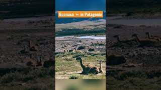 Lovely Guanaco อฐเลก ยวในไปนอก