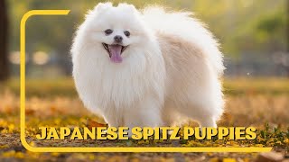 Where to Find Japanese Spitz Puppies for Sale