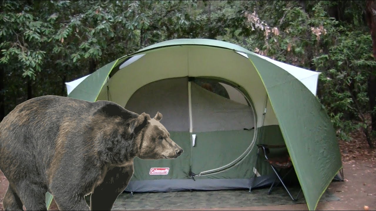 Black Bear Right Outside My Tent Camping - Youtube