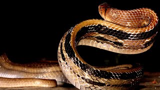 देखिए भारत का सबसे दुर्लभ प्रजाति का सांप रेस्क्यू किया गया, बहुत ही खतरनाक अटैक 😱 Biggest Snake