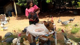 Na fazenda do Alexandre tem pato galinhas galinha de Angola galos e mais, Alexandre e brincadeiras
