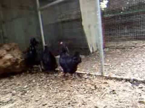 video editing software free FRENCH BLACK COPPER MARANS