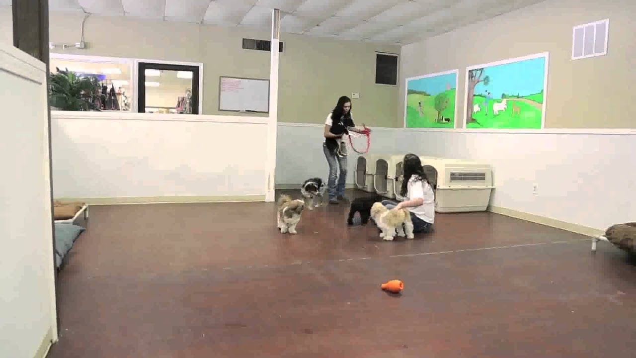 Doggy Day Care and Dog Boarding LifeTime Pet Olathe