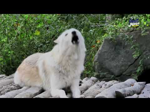 MBWA KUBWEKA USIKU NI MCHAWI