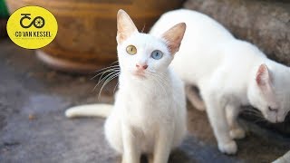 Cat Alley in Bangkok | Co van Kessel | Behind the scenes