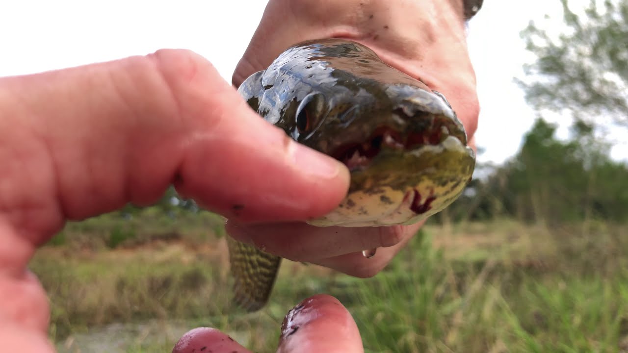 Fish bites Fisherman in Revenge ARGENTINA