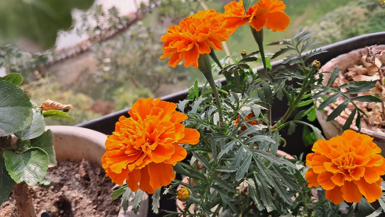 Rinar Rokomari is live. good evening