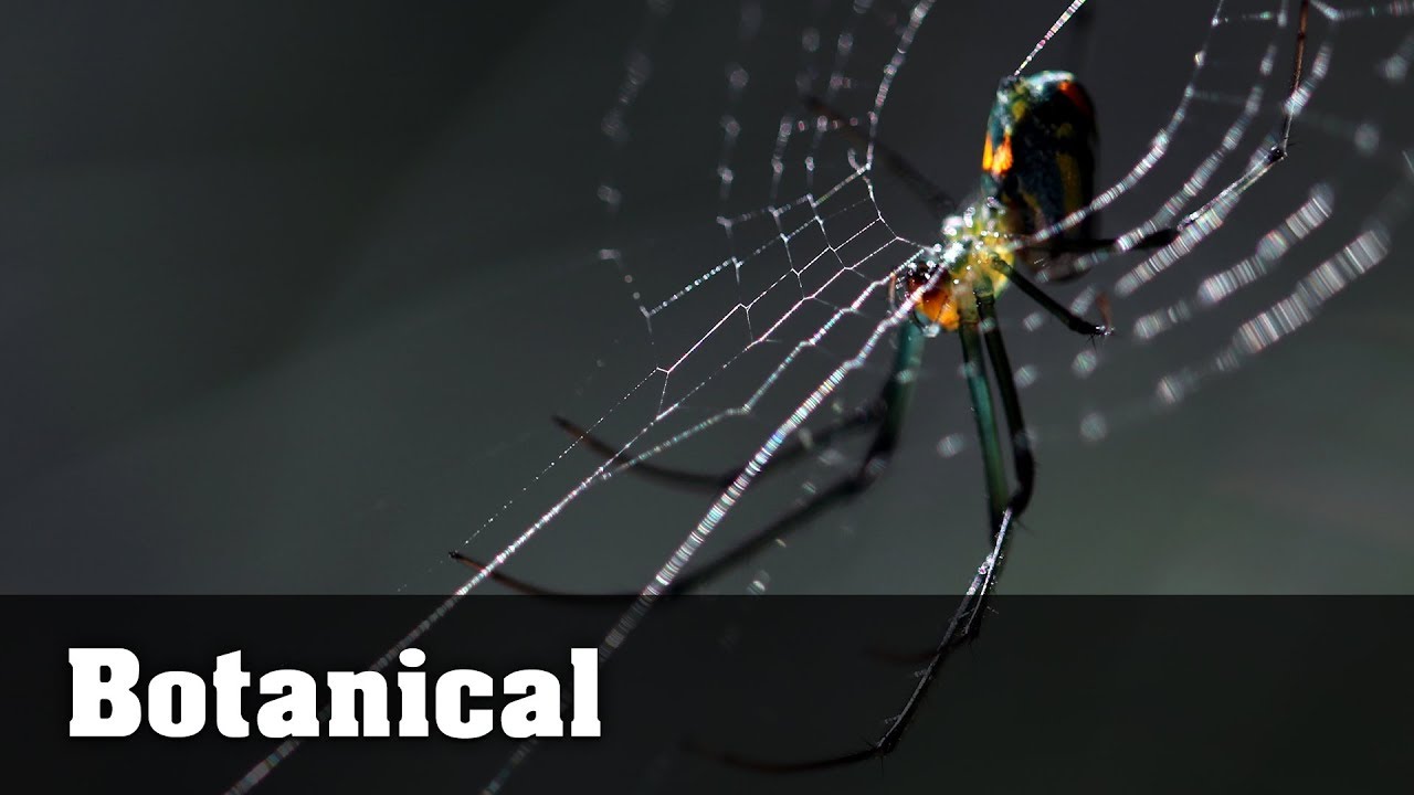 Macro Photo Ideas - Botanical Garden Adventure with Canon 80D - EP2