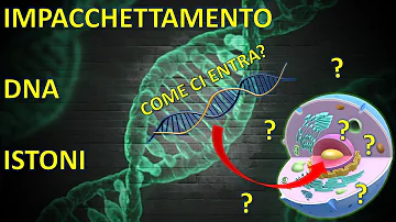 Quali sono le differenze tra eucromatina ed eterocromatina?