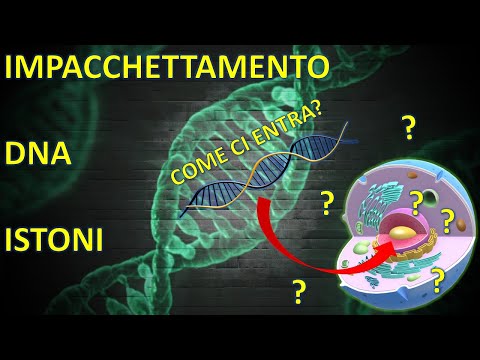 ISTONI, CROMATINA e IMPACCHETTAMENTO DEL DNA - Struttura generale - GENETICA FACILE - n°2