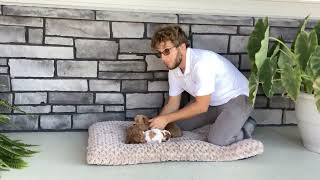 Patsy's F1b Cavapoo Litter | Cavapoos 3:16