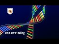 [Tut] DNA Helix Unwinding - Blender Geometry Nodes 4.2