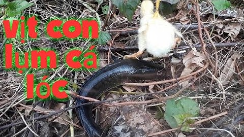 Câu cá lóc bằng vịt hốt cặp cá nằm ổ quá nhẹ nhàng/san va bat