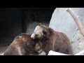 Grizzly bears fighting