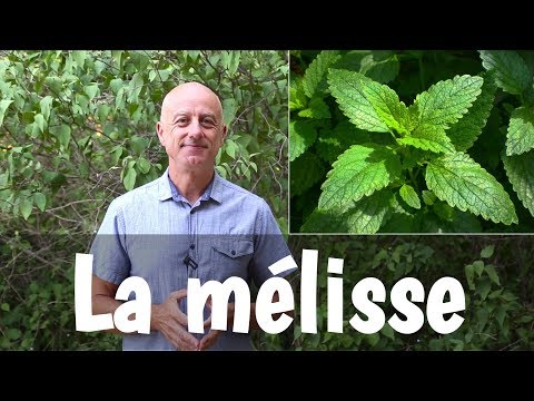 Vidéo: Utilisations médicinales de la mélisse : quels sont les avantages de la mélisse ?