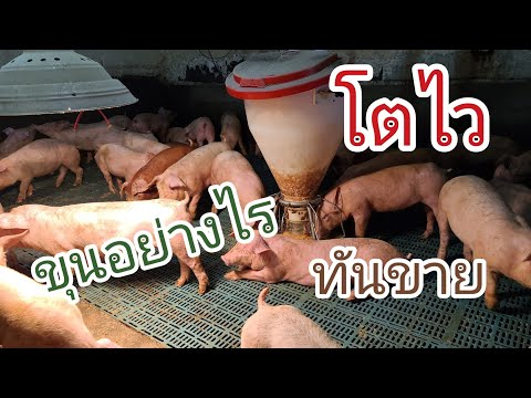 วิธีให้อาหารหมูขุน ให้อย่างไร โตไว ทันขาย EP.50