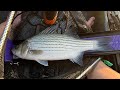 This is from my long hybrid video - 20+ inch hybrid on ultralight - fun fight! #trollingfishing