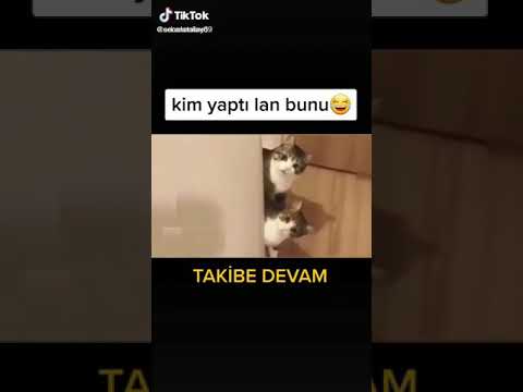 Alt komşunun kedisini kim taciz etti leeenn