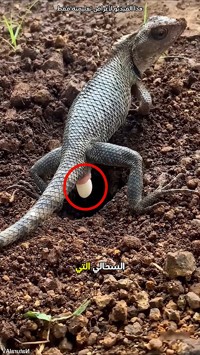 كيف تضع السحالي الأليفة بيضها 😮 #shorts