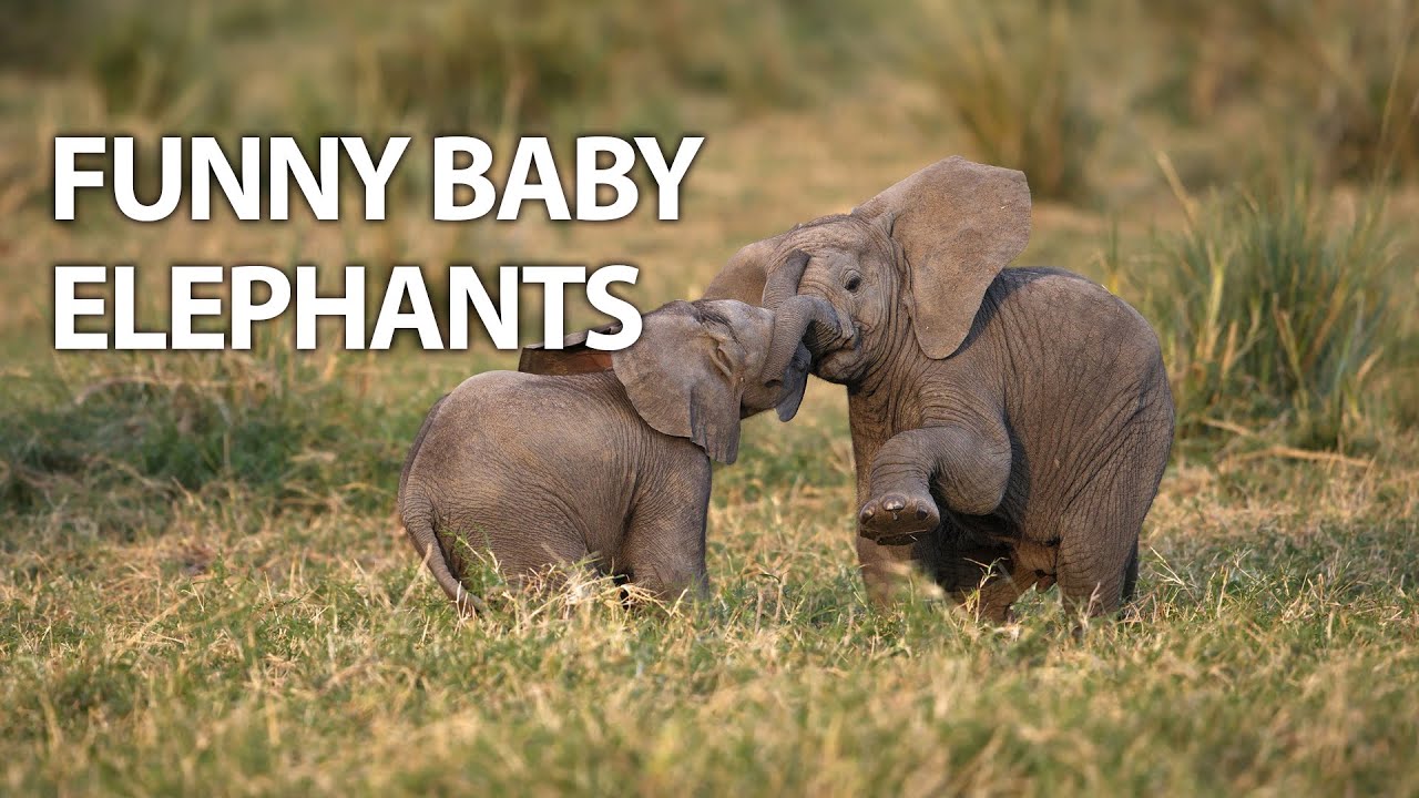 Laugh and Aww Most Funny And Cute Baby Elephantsnature wildlife 