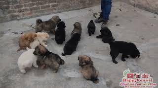 Top quality Gaddi dog Vs Gaddi puppy for sale Himalayan breed Delhi @happykennel 🐾 08750568063 🐶