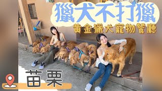 黃金獵犬寵物餐廳·苗栗獵犬不打獵·預約制吃到飽·咖哩飯好吃