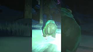 How To Deal With Aurora Bears In The Long Dark