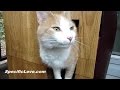 Building a Winter Cat House - DIY Pets Building a Winter Cat House - DIY Pets