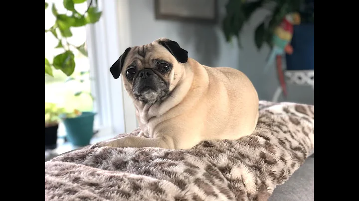 DIY Dog Food for my Pug Pidge