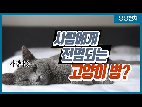 [묘한 진료실] #7 고양이와 사람을 괴롭히는 피부병 (곰팡이성 피부병 (링웜) / 비만세포종)