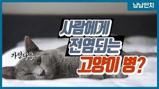 [묘한 진료실] #7 고양이와 사람을 괴롭히는 피부병 (곰팡이성 피부병 (링웜) / 비만세포종)