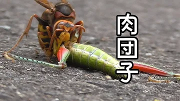 スズメバチ捕食 Mp3 スズメバチ捕食 Mp3