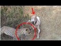 Bully kutta   dog breeds that can fight off  a leopard part 1