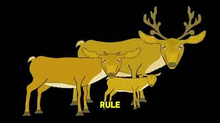 What’s the Difference Between Elk and Deer