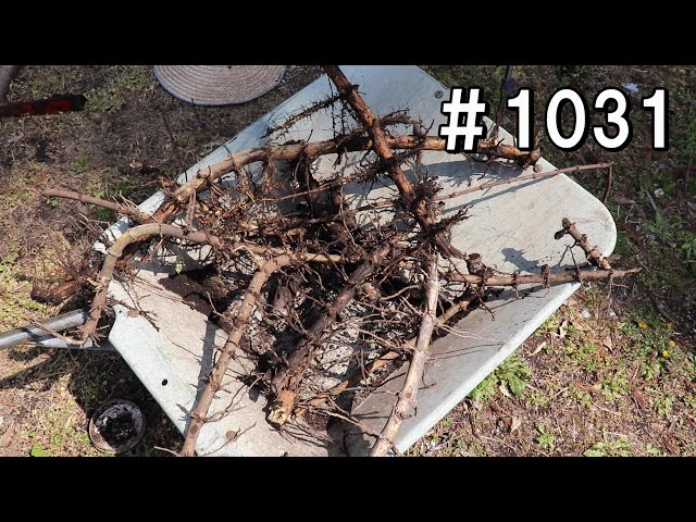 It's all living rhizomes, so I can't pull out the bamboo stump at