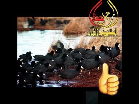 صوت دجاج ماي الصافي