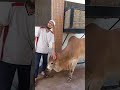 Qurbani Cow Video 2026 #eiduladha2026
