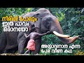 നീരു കാലത്തും ഇത്ര പാവമായൊരു ആനയോ | പനക്കൽ നീലകണ്ഠൻ | Panakkal Neelakandan Kerala Elephant