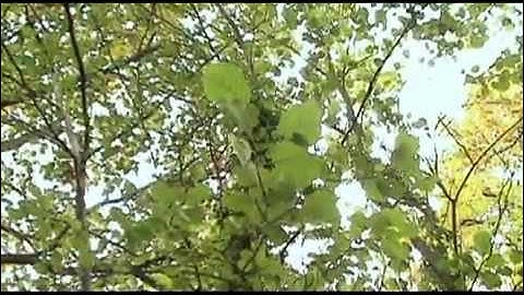 Vui học tiếng anh cùng Mr Duncan [Autumn English Countryside]