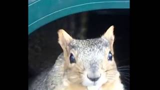 Oh squirrels just wanna have fun!