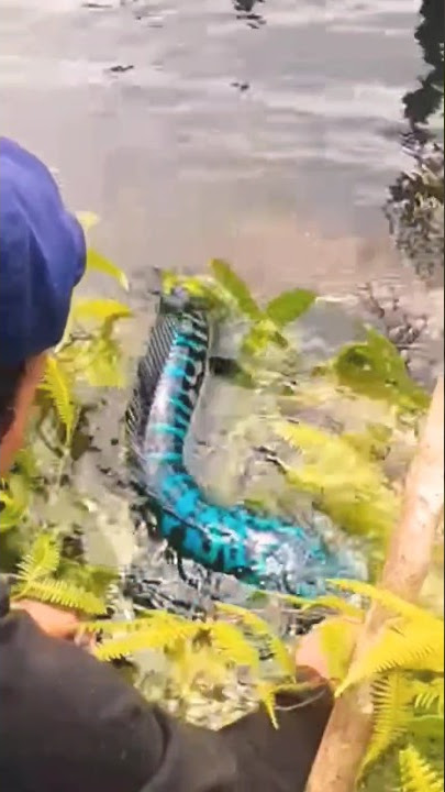 ikan cana besar yang cantik#animals #ikan #toman #shorts