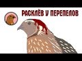 РАСКЛЁВ У ПЕРЕПЕЛОВ